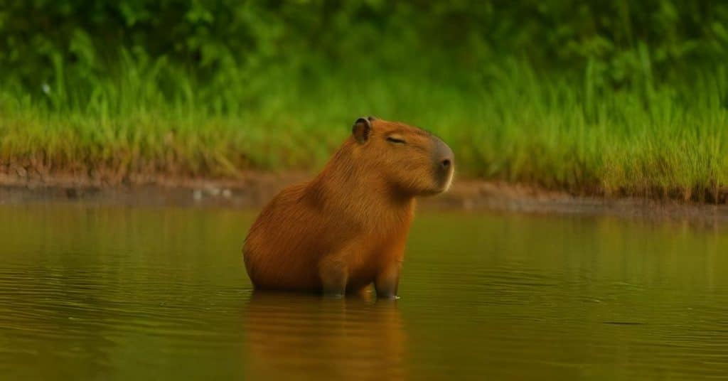 capybara relaxing in water