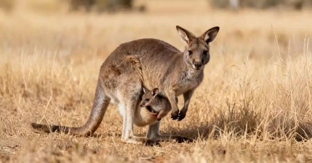 kangaroo in the wild jumping across grassland